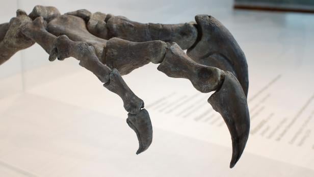New dinosaur species Arkhane exposed at Natural Science Museum in Brussels
