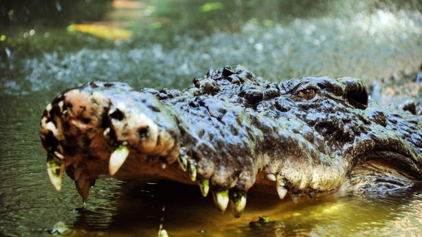 Der Mann wusste sich gegen das Krokodil zu wehren