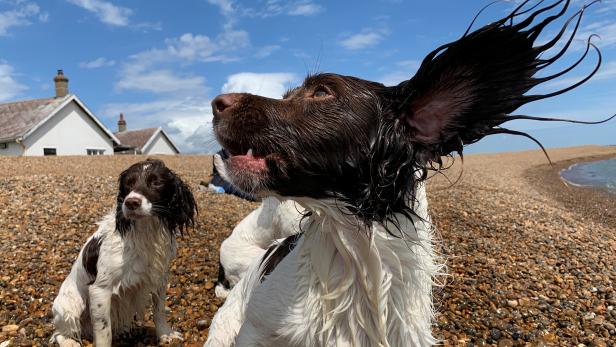 Dogs play on the beach at Shingle Street, Suffolk