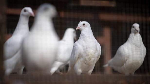 Image of a carrier pigeon symbol
