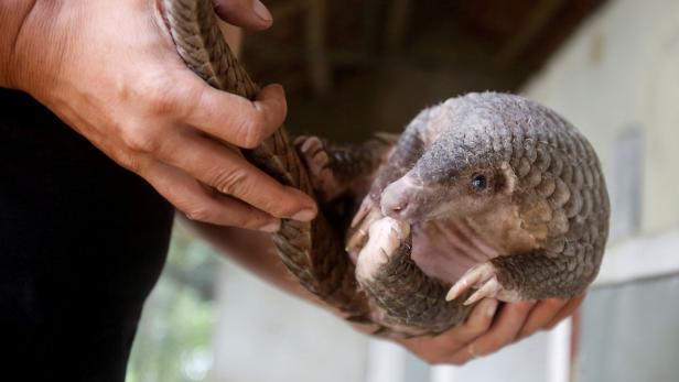 Ein Schuppentier wird von einer Person gehalten.