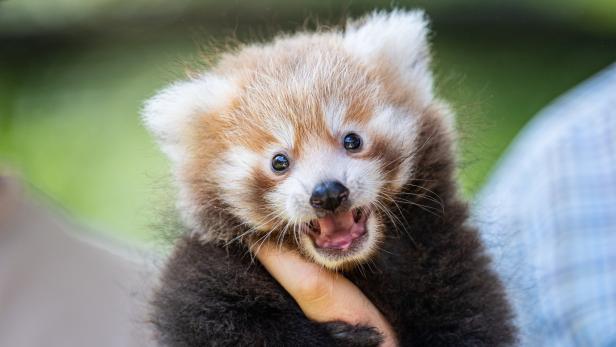 Ein Red Panda, das Wappentier des Browsers Firefox. Außerdem: cute.