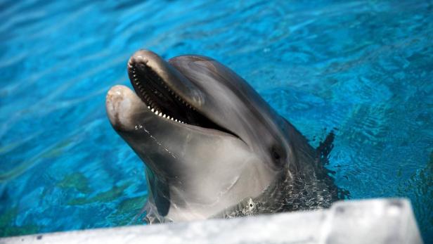Sehen harmlos aus, könnten aber Kameras, Trackingsensoren und sogar Harpunen an Bord haben: Delfine