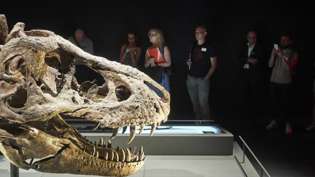 Naturalis museum in Leiden reopens after renovation