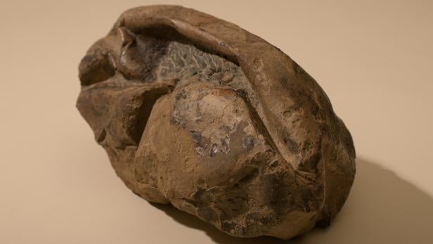 General view of a fossil egg of a marine reptile found in Antarctica