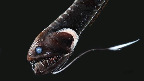 Ultra-schwarzer Drachenfisch