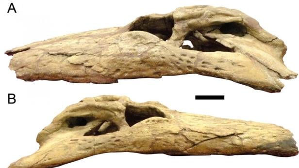 Der Schädel des Deinosuchus von beiden Seiten