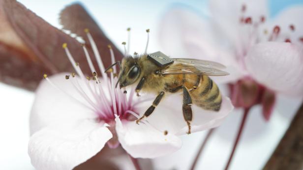 Mit RFID-Chips soll das Leben von Bienen im Projekt CSIRO genauer erforscht werden
