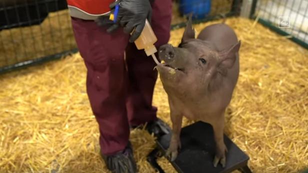 Durch Neuralink-Implantate können Gehirnsignale von Schweinen aus der Ferne interpretiert werden