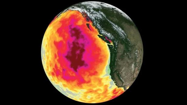 2013 bildete sich ein Hitze-Blob im Pazifik