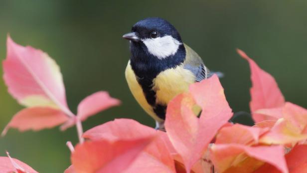 Great tit on wild wine