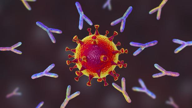 Antikörper attackieren das neue Coronvirus.