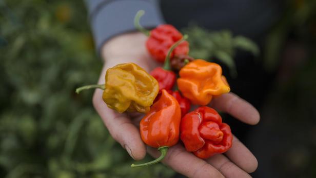 SERBIA-AGRICULTURE-OFFBEAT-PEPPERS