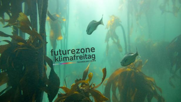 Kelpwälder sind Lebensraum für zahlreiche Meerestiere und nehmen sehr viel Kohlendioxid auf