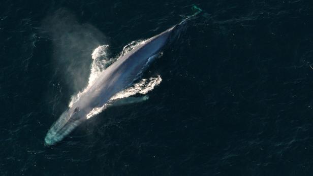 FILE PHOTO: Blue whale surfaces to breathe in an undated picture from NOAA