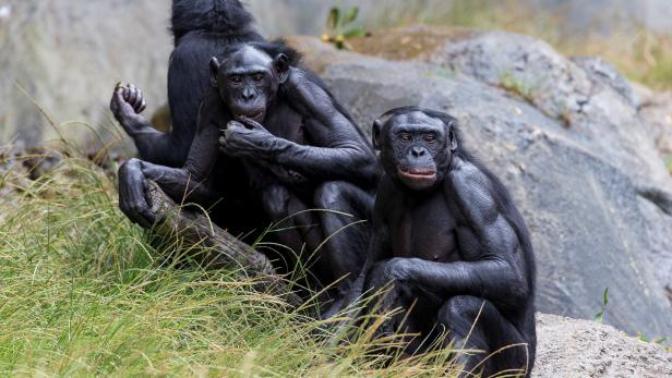 A group of bonobos who were recently vaccinated against COVID-19 at the San Diego Zoo