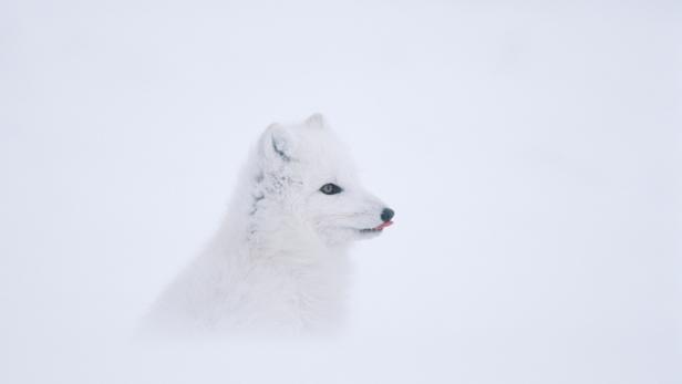 Isolier-Meister Polarfuchs: Der &quot;Eisfuchs&quot; hat unter den Landsäugern das wärmste Haarkleid. Als einziger unter den weltweit 23 Fuchsarten wechselt er die Fellfarbe mit den Jahreszeiten.