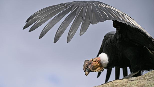 COLOMBIA-INDIGENOUS-CONDORS-CENSUS