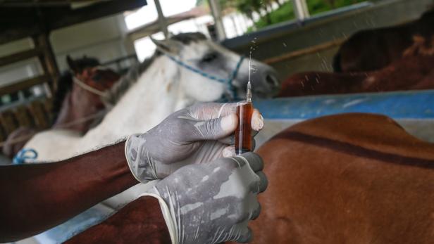 Researchers develop serum against covid through horse plasma