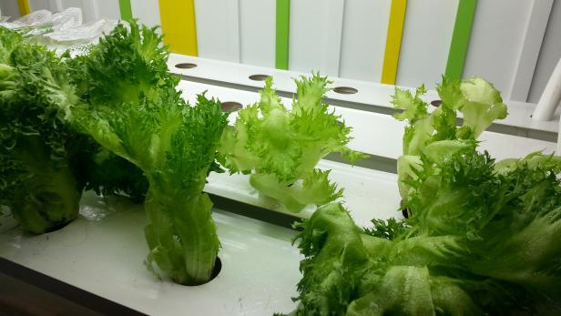 Wie Fujitsu (Bild) pflanzt nun auch Toshiba Salat in Fabriken an