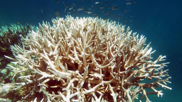 AUSTRALIA-ENVIRONMENT-BLEACHING-REEF-CONSERVATION