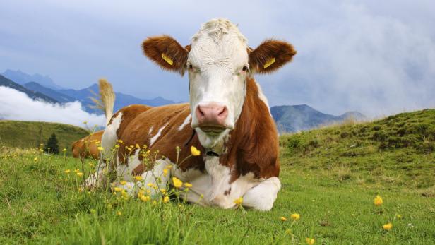 Durch eine genetische Veränderung enthält die Milch der Kuh Insulin.
