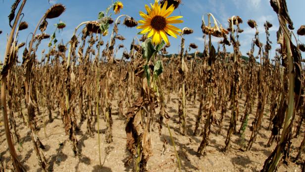 FILE PHOTO: Sunflower blooms in between dried-out ones during hot summer weather on a field near Benken