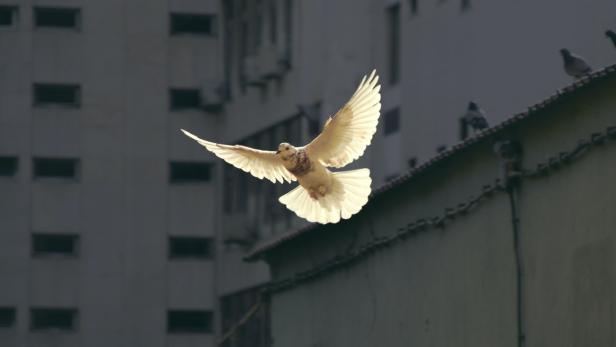 Eine weiße Taube fliegt vor einem Gebäude.