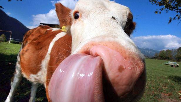 Von wegen Landidylle: Kühe geben heute zehn mal mehr Milch als vor 100 Jahren