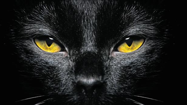 Halloween Black Cat Close-up