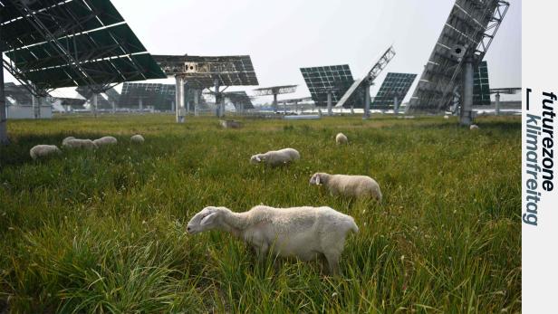 Schafe grasen unter drehbaren Photovoltaik-Modulen