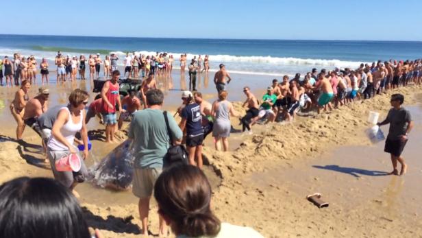 An einem Strand im US-Bundesstaat Massachusetts versuchen hunderte Menschen, einen wieder ins Wasser zu befördern. Wird es ihnen gelingen?