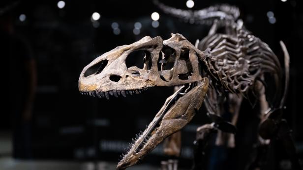 Muss das Aussterbe-Event der Dinosaurier überdacht werden?