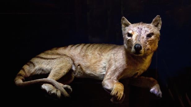 Ein Präparat eines Beutelwolfs oder Tasmanischen Tigers im Museum Wien. 