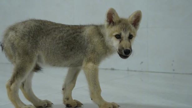 Chinesischen Wissenschaftler*innen ist es gelungen, mithilfe von Beagle-Leihmüttern ein Wolfsjunges zu züchten. 