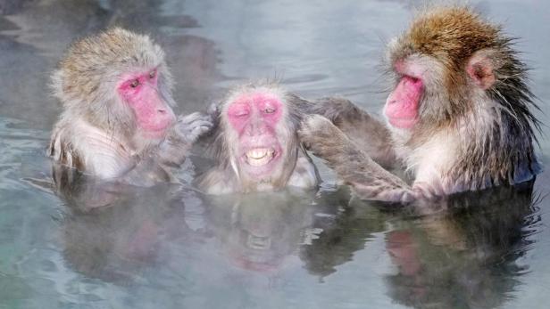 Japanese Macaques gather to soak in a hot spring in Hakodate