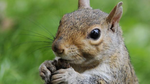 Ein graues amerikanisches Eichhörnchen. In den USA sind Eichhörnchen oft für Stromausfälle verantwortlich.