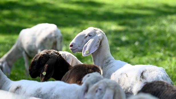 Das Verhalten der Schafe gibt Expert*innen ein Rätsel auf.