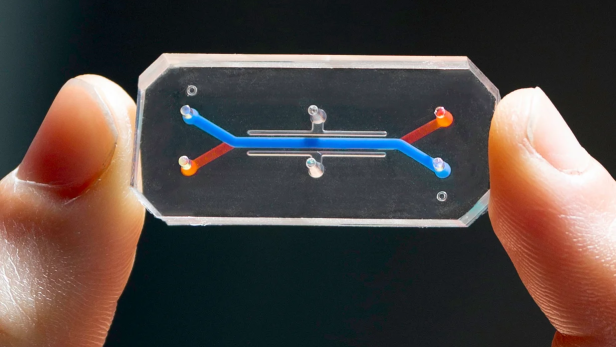Der Vagina-Chip simuliert das Mikrobiom einer Vagina bei Tests von Medikamenten