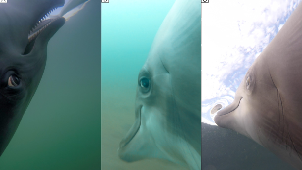 Actioncam-Aufnahmen zeigen, wie Delfine im Meer Beute jagen