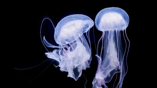 Zwei leuchtende Quallen schweben im dunklen Wasser.