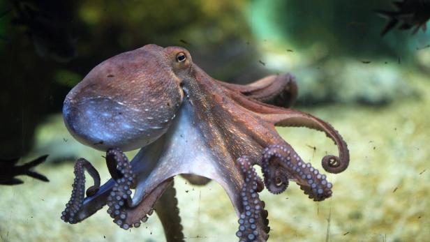 Ein brauner Oktopus mit Saugnäpfen an den Tentakeln schwimmt im Wasser.