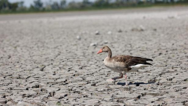 A grey goose walks in almost dried up Lake Zicksee near Sankt Andrae in Austria