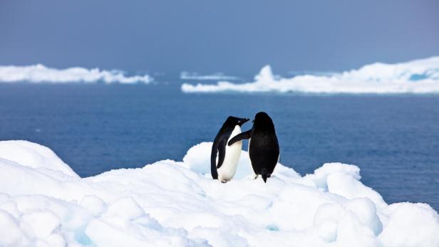 Penguins in affectionate embrace, near Paulet Island, Antarctica