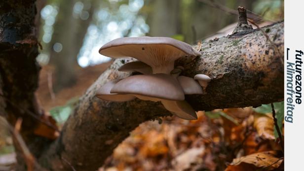 Austernpilze wachsen im Wald, aber auch auf Substraten wie Kaffeesatz oder Stroh