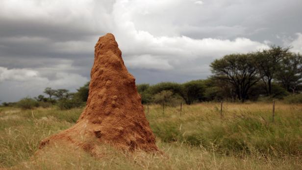 frontiers-materials-termite-mounds-egress-complex_874.jpg