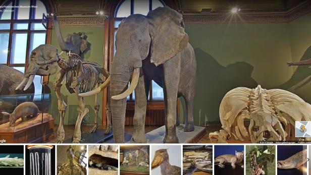 Das Naturhistorische Museum kann jetzt im Browser virtuell besucht werden