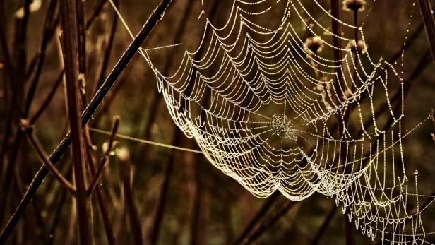 Ein Spinnennetz im Morgentau.