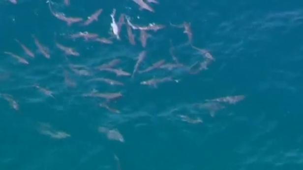 In Australien sollen Haie künftig mit Drohnen und Ultraschall beobachtet werden.