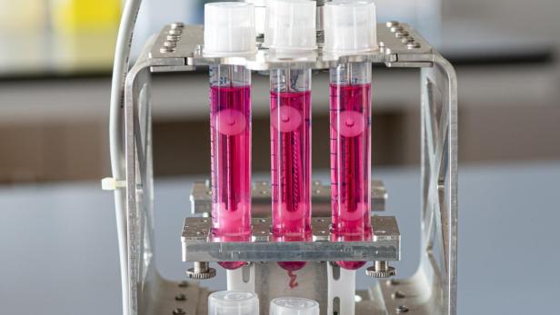 Mit dem MagneTissue-Bioreaktor konnte die FH Technikum Wien die Jury überzeugen. 
